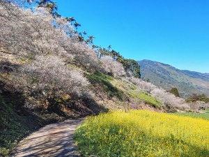 新年賞梅來南投！6大必訪雪白花海秘境！