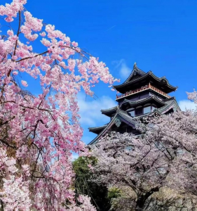 【關西三代同堂自由行】包車行程＆家庭旅遊體驗