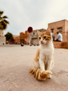 從撒哈拉到古城|2024摩洛哥深度11日行程與包車資訊